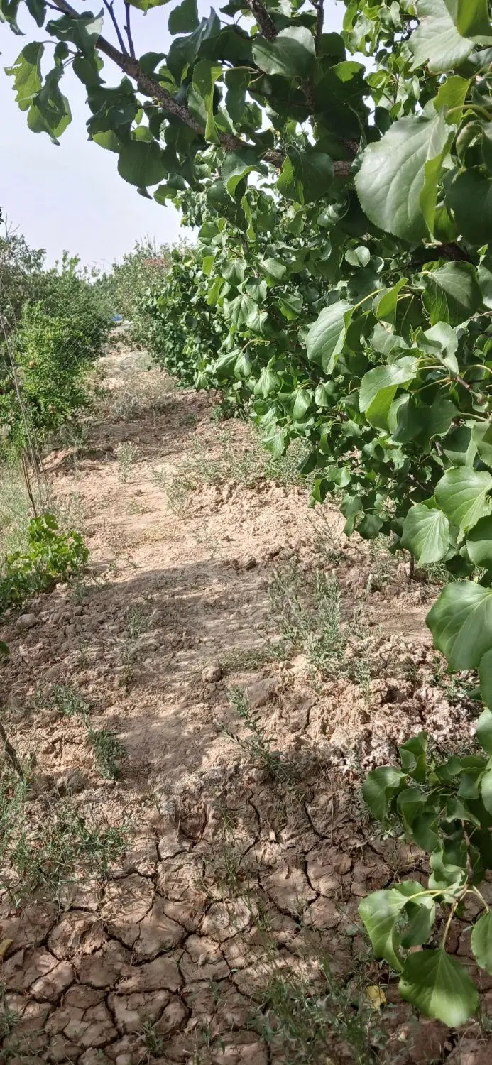 باغ ۴۳۰ متری