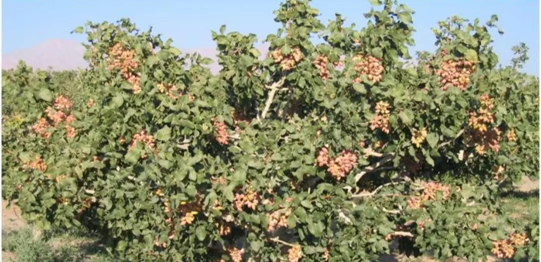 فروش ۱۷۰۰ قصب زمین