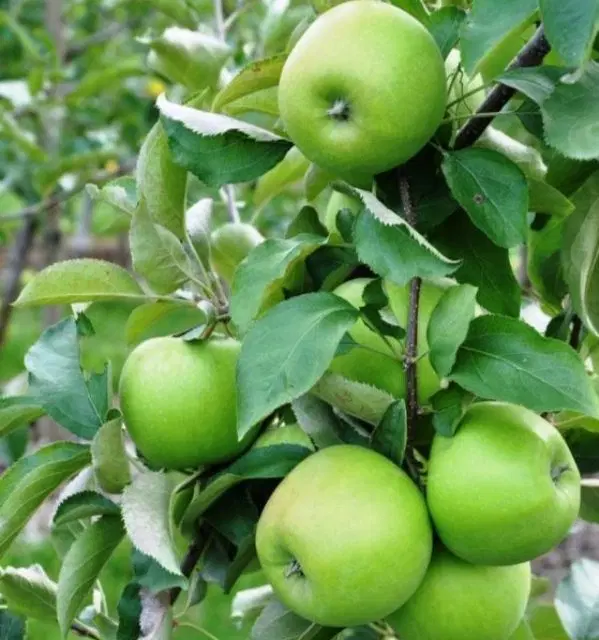 اجاره باغ سیب
