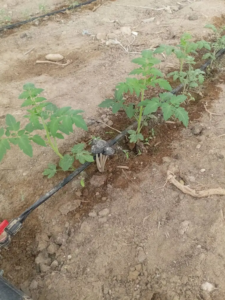 اجاره گلخونه