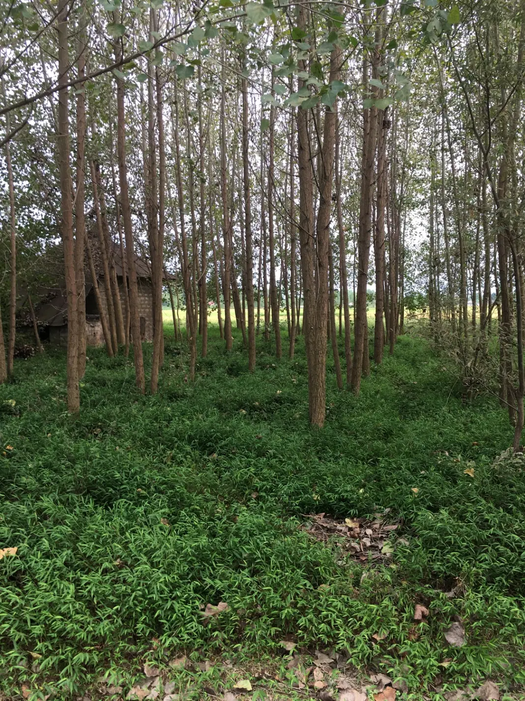 690 متر زمین اطراف صومعه سرا