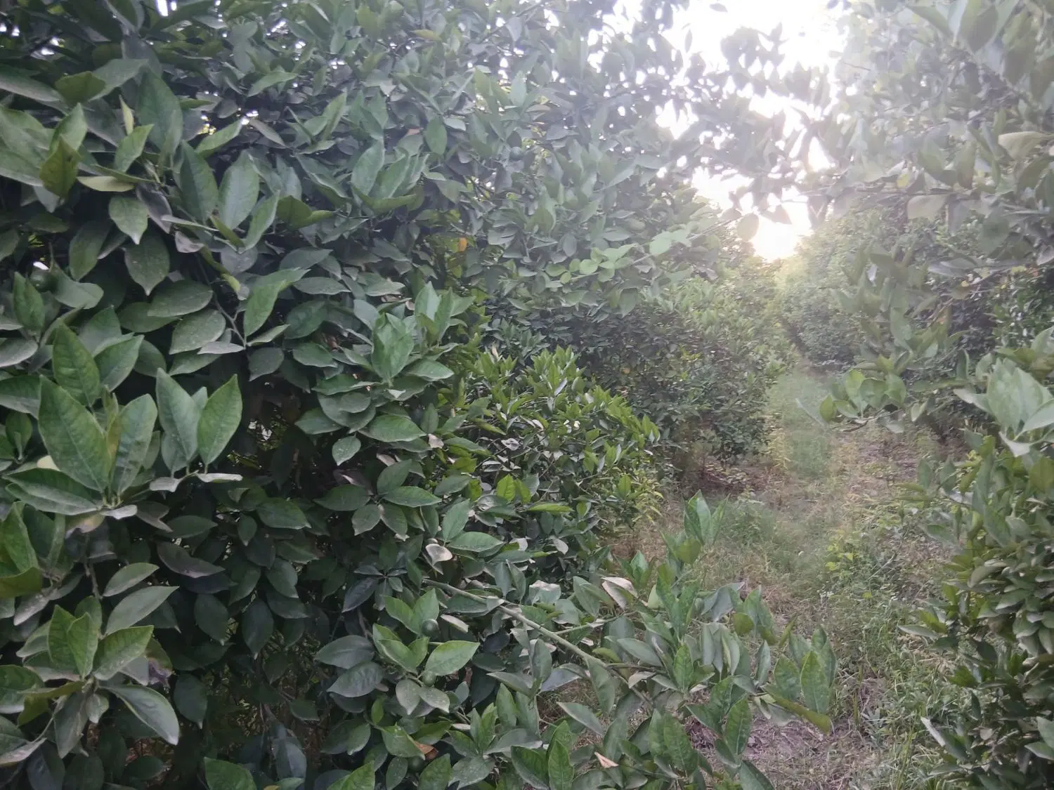باغچه 400متری زویه مرادی و زمین 500متری روبروکریشن