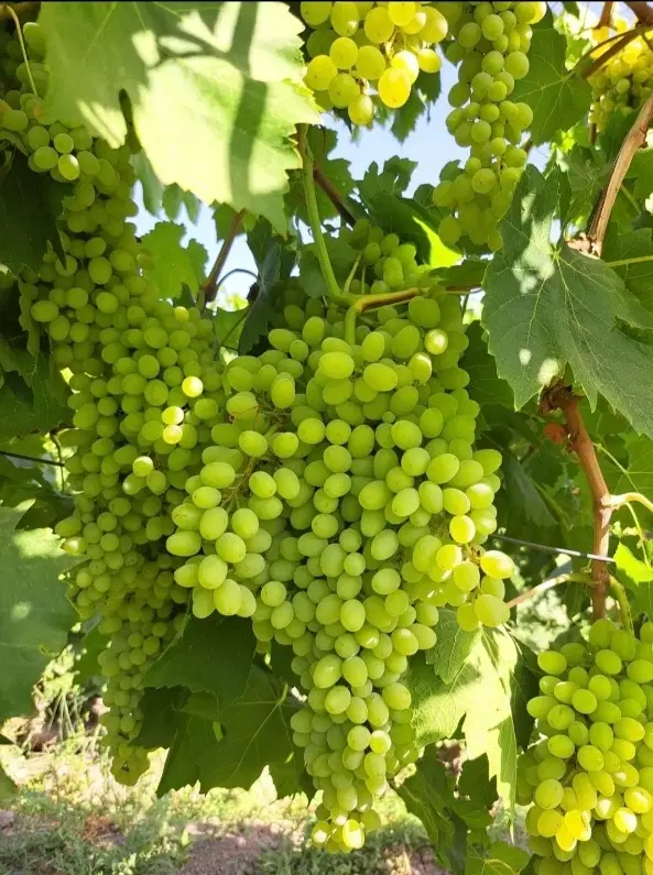 می خواهم اجاره باغ انگور همه رقم در هر مقدار