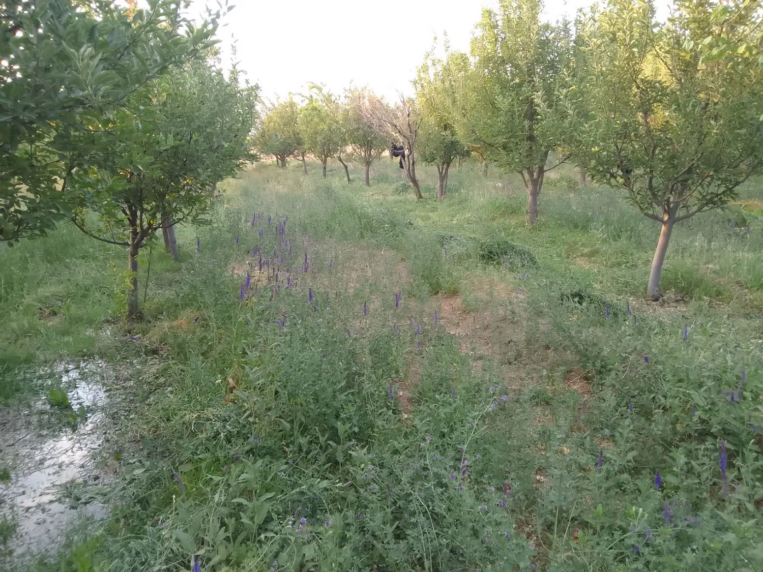 باغ پر محصول در بنگین
