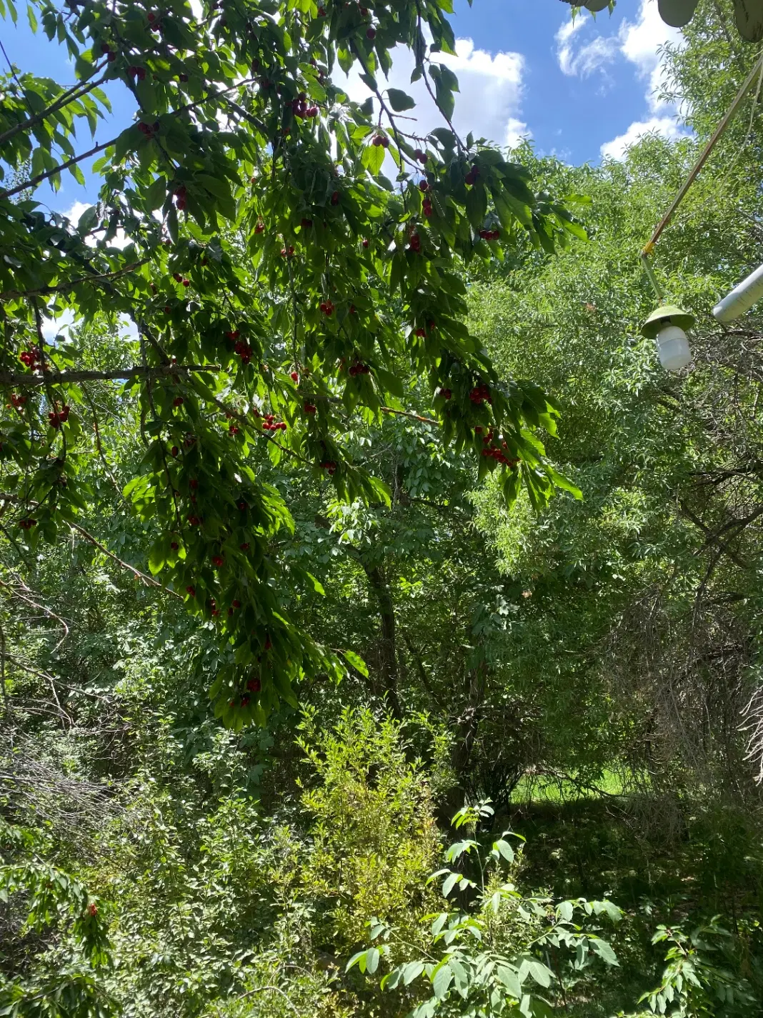 خانه باغ سنتی ده بالا با موقعیت عالی