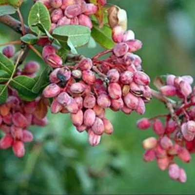 زمین پسته ای