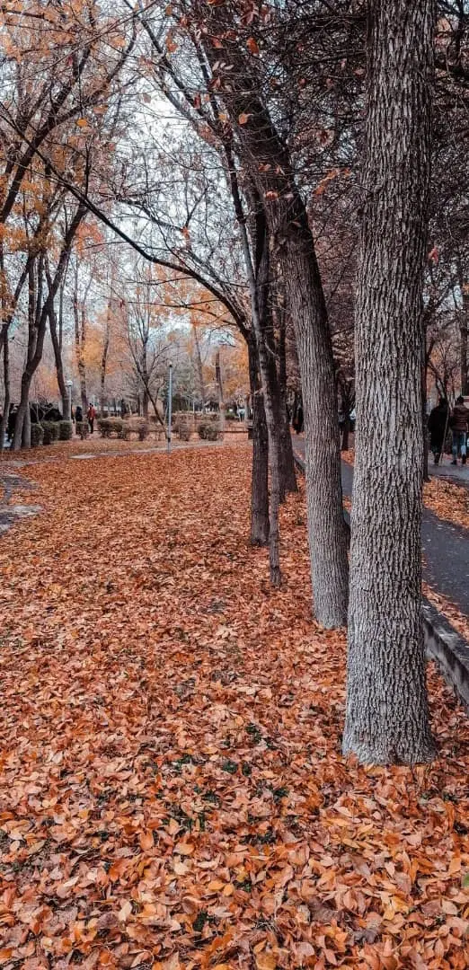 ۵۰۰متر زمین باغی .باجگاه