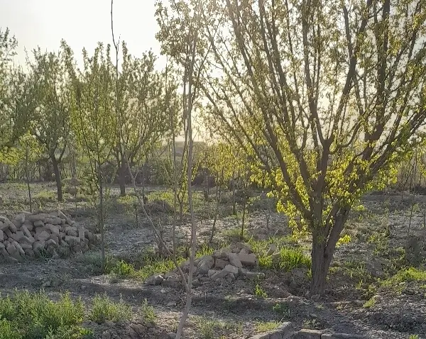 زمین ۶۶۶ متری  و باغ ۱۵۰۰ متری  فروشی آینده دار
