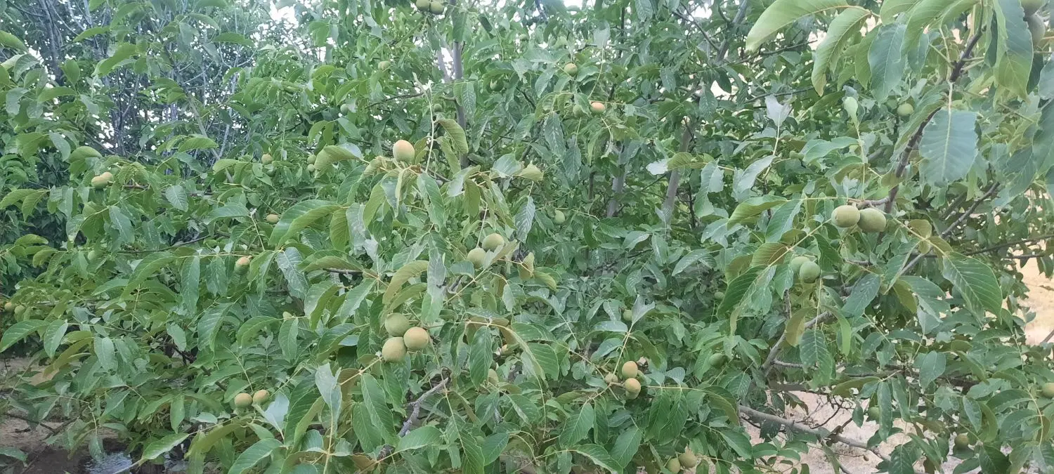 باغ
