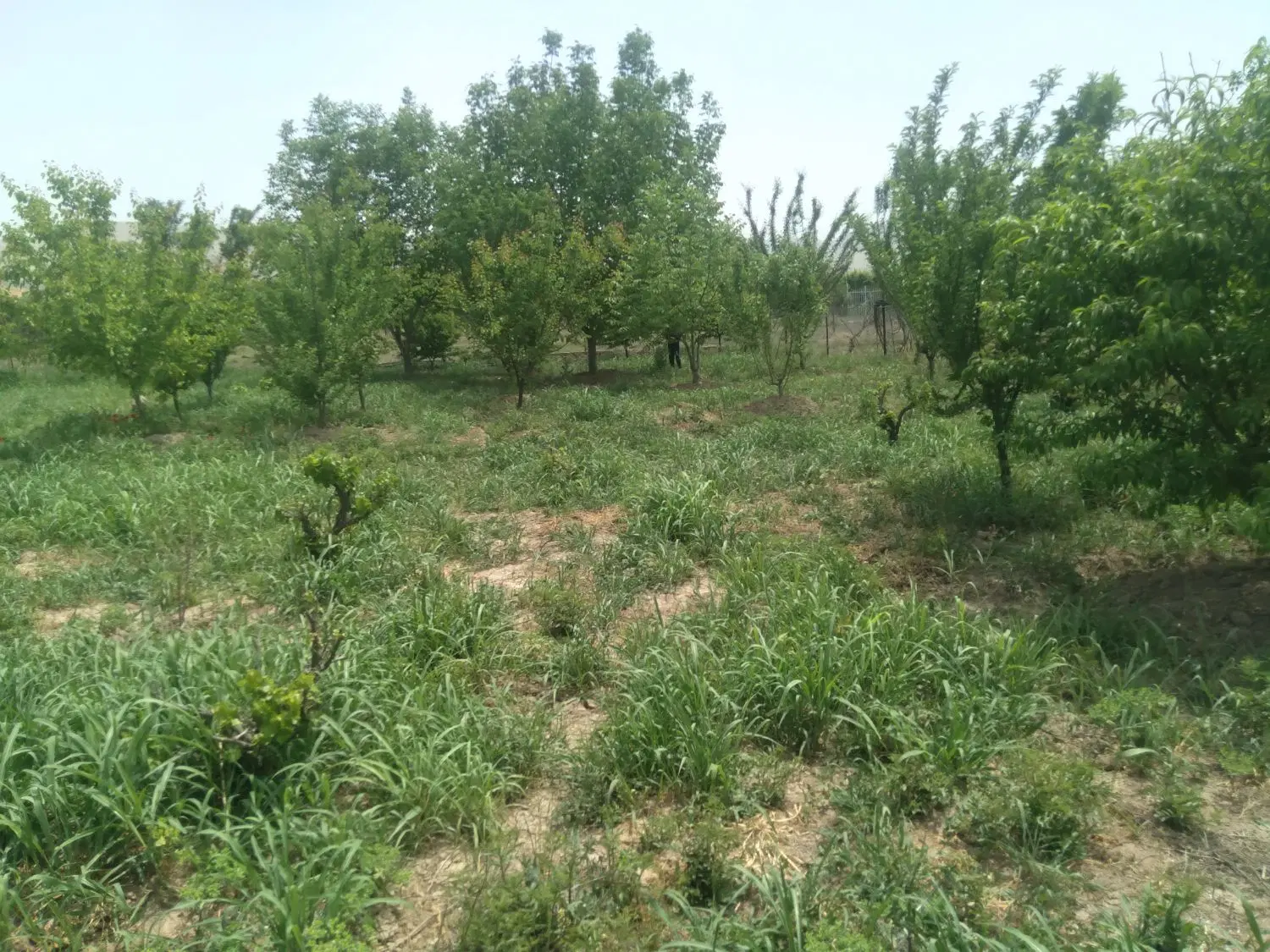 فروش باغچه ۵۲۵متری تجره سادات