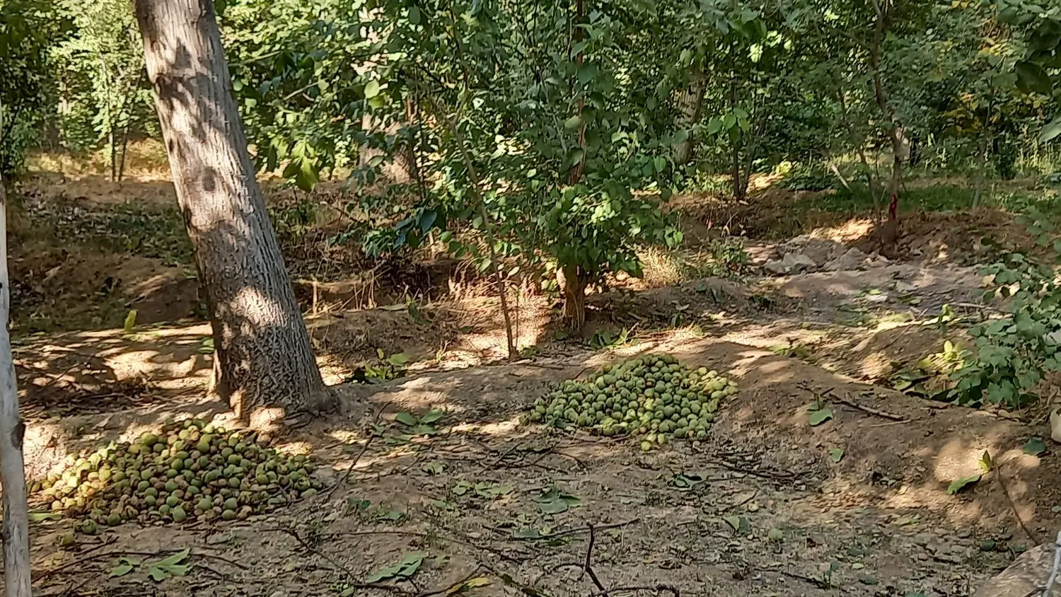 باغ ۲۰۰۰ متری .مارکده صادق آباد