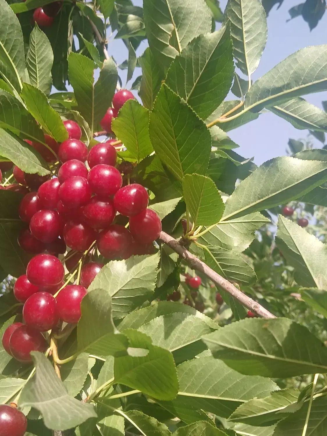 باغچه زیبا و سرسبز