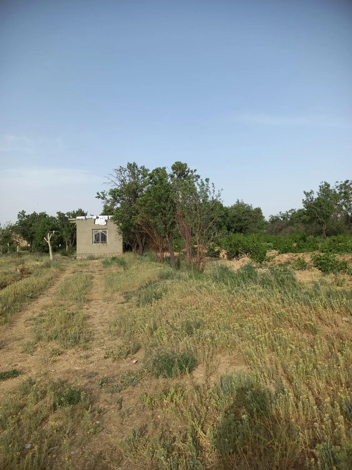 باغ فروشی در روستای خانمیران (فوری)