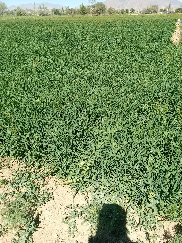 فروش زمین کشاورزی به متراج ۱۱۰۰متر دارای یک ربع آب