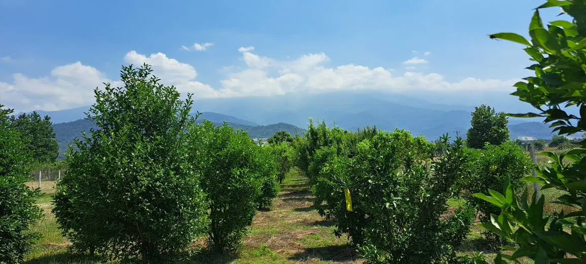 باغ ایلوار گرگان