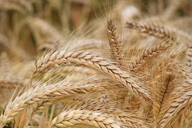 ۸_۵ هکتار زمین موسیان اجاره