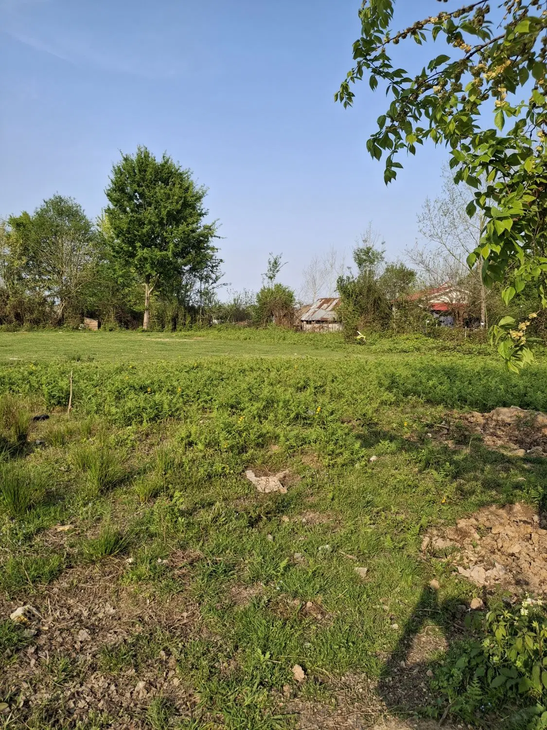 زمین باغی