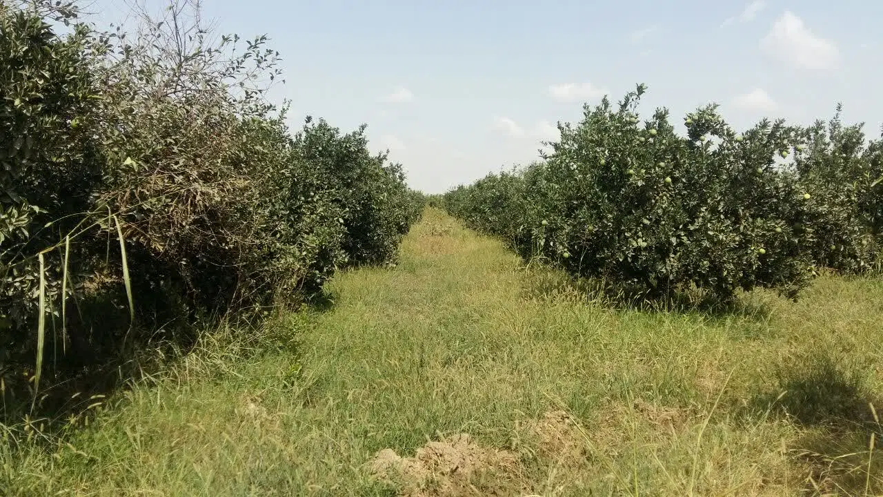 باغ مرکبات پرتقال تامسون و خونی