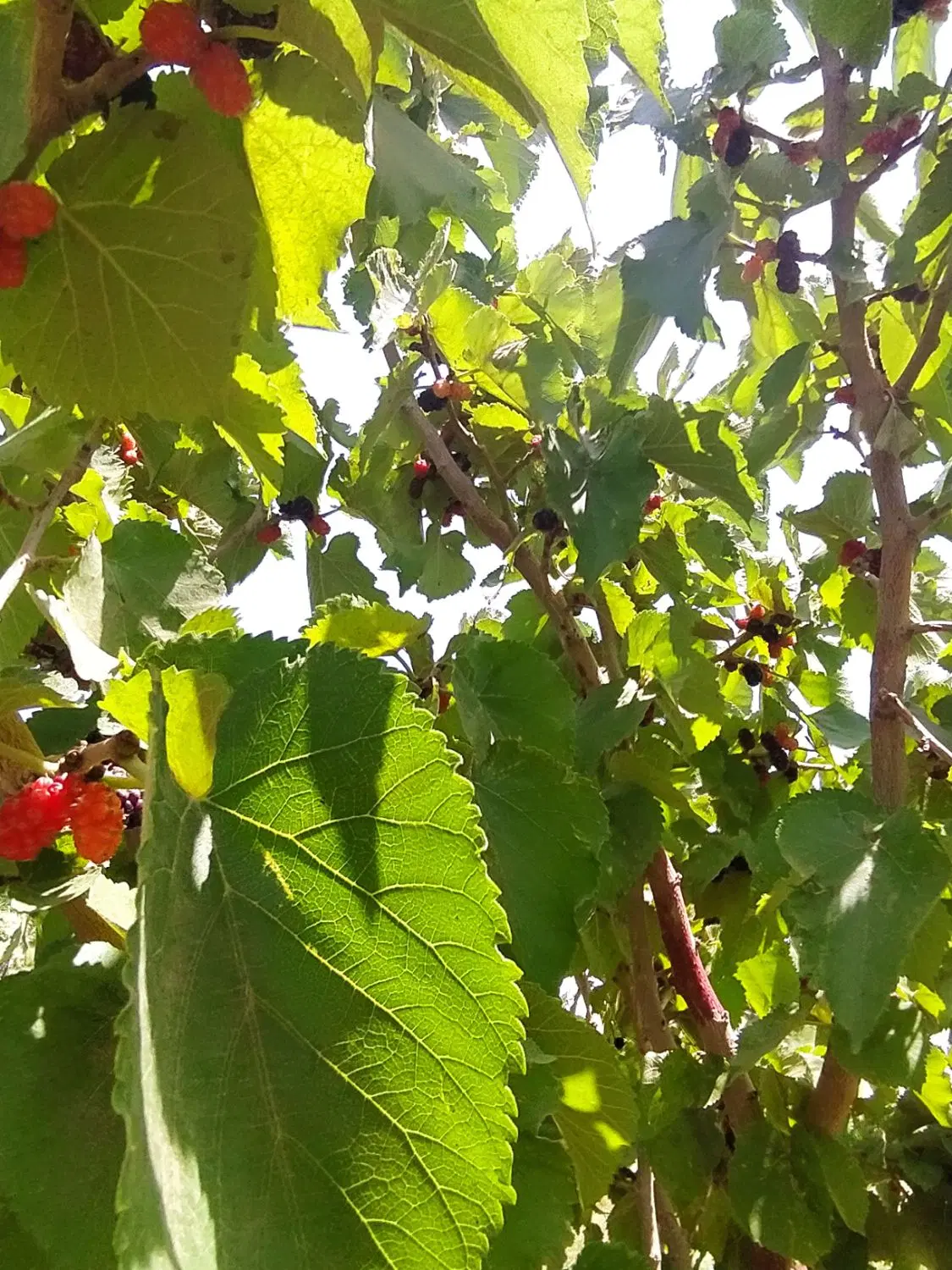 فروش باغ و زمین برا ساخت ویلا