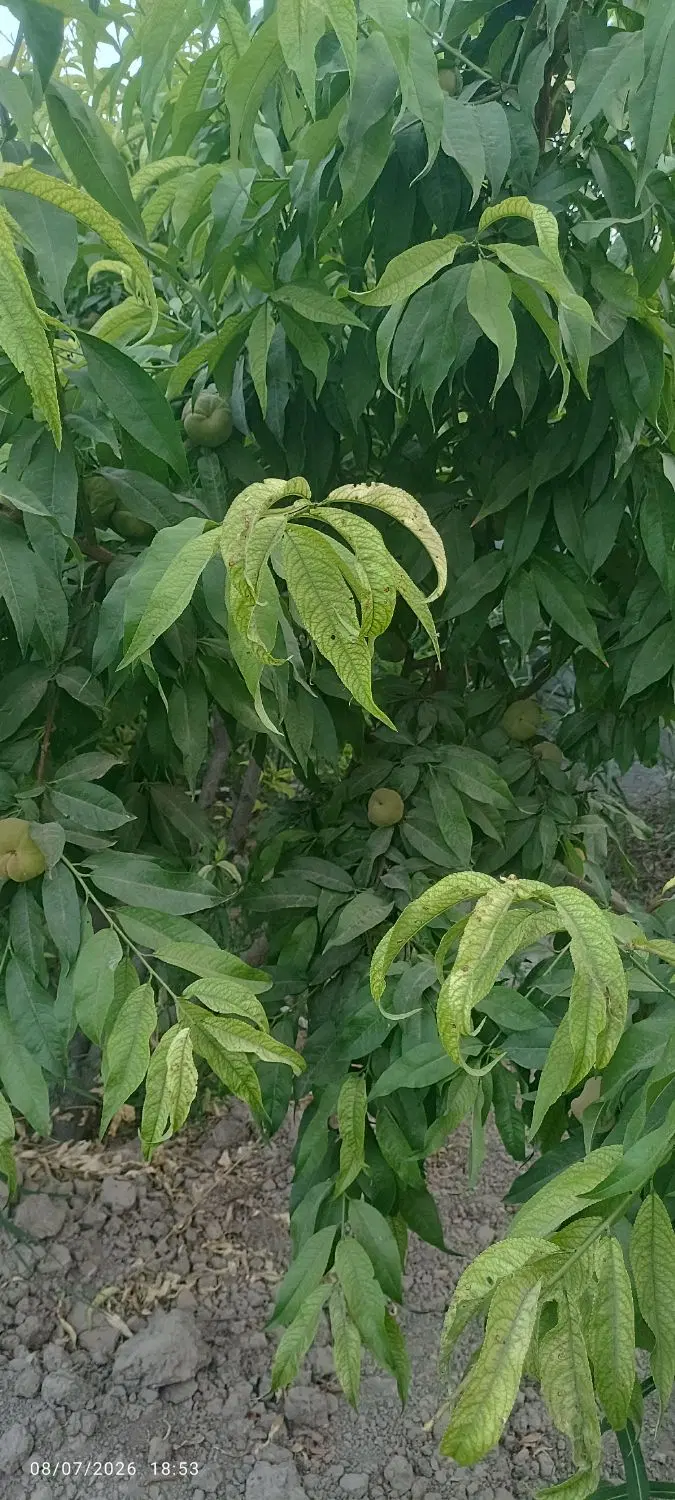 700متر باغ چهاردیواری شده