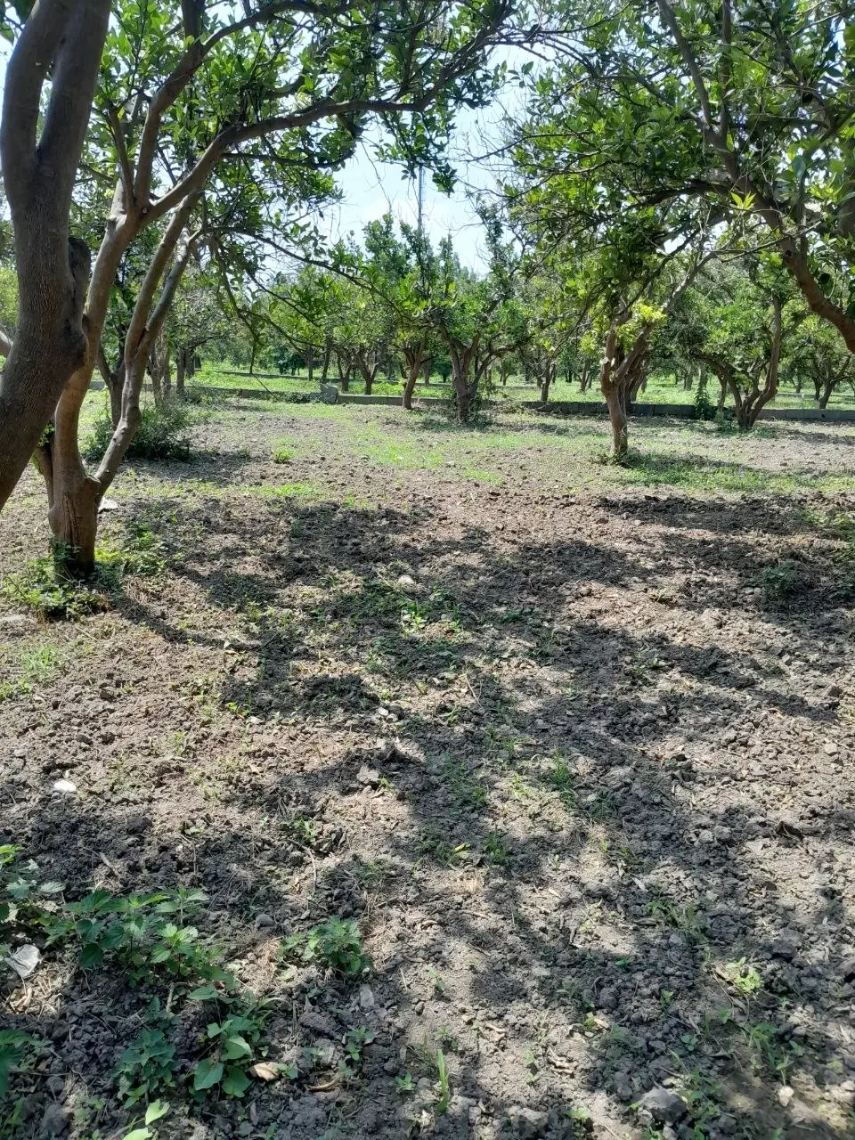 زمین اقساط یک ساله_ با درختای میوه _مازند_ران