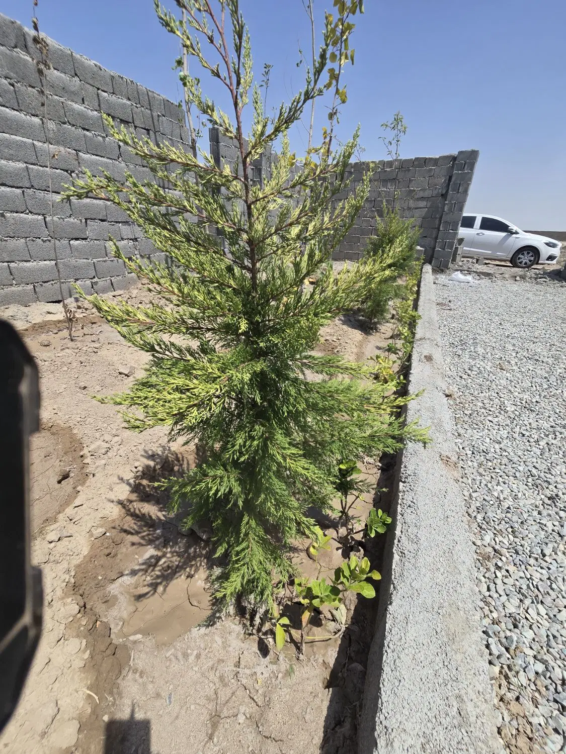 باغچه_چهار دیواری_199متر