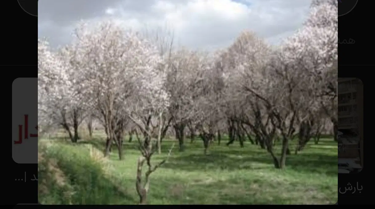 باغ انگور باغستان باورس