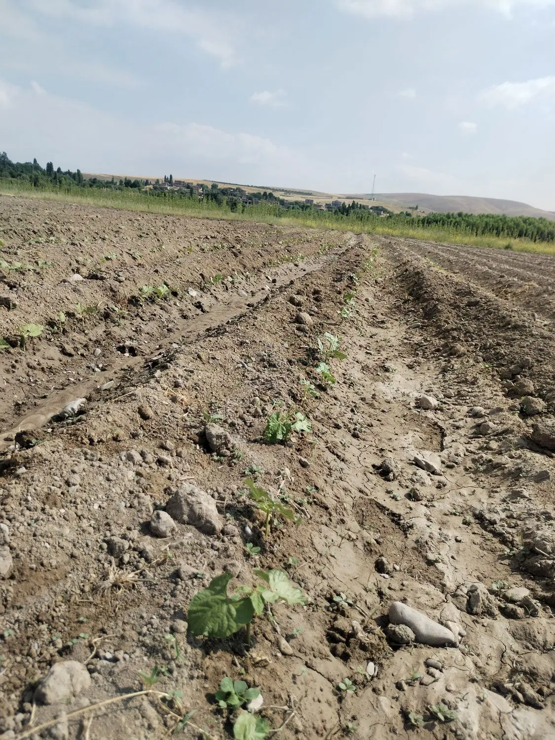 زمین کشاورزی خالی 3500 متر مرگور هفت آباد