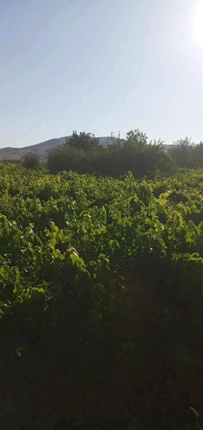 باغ انگور