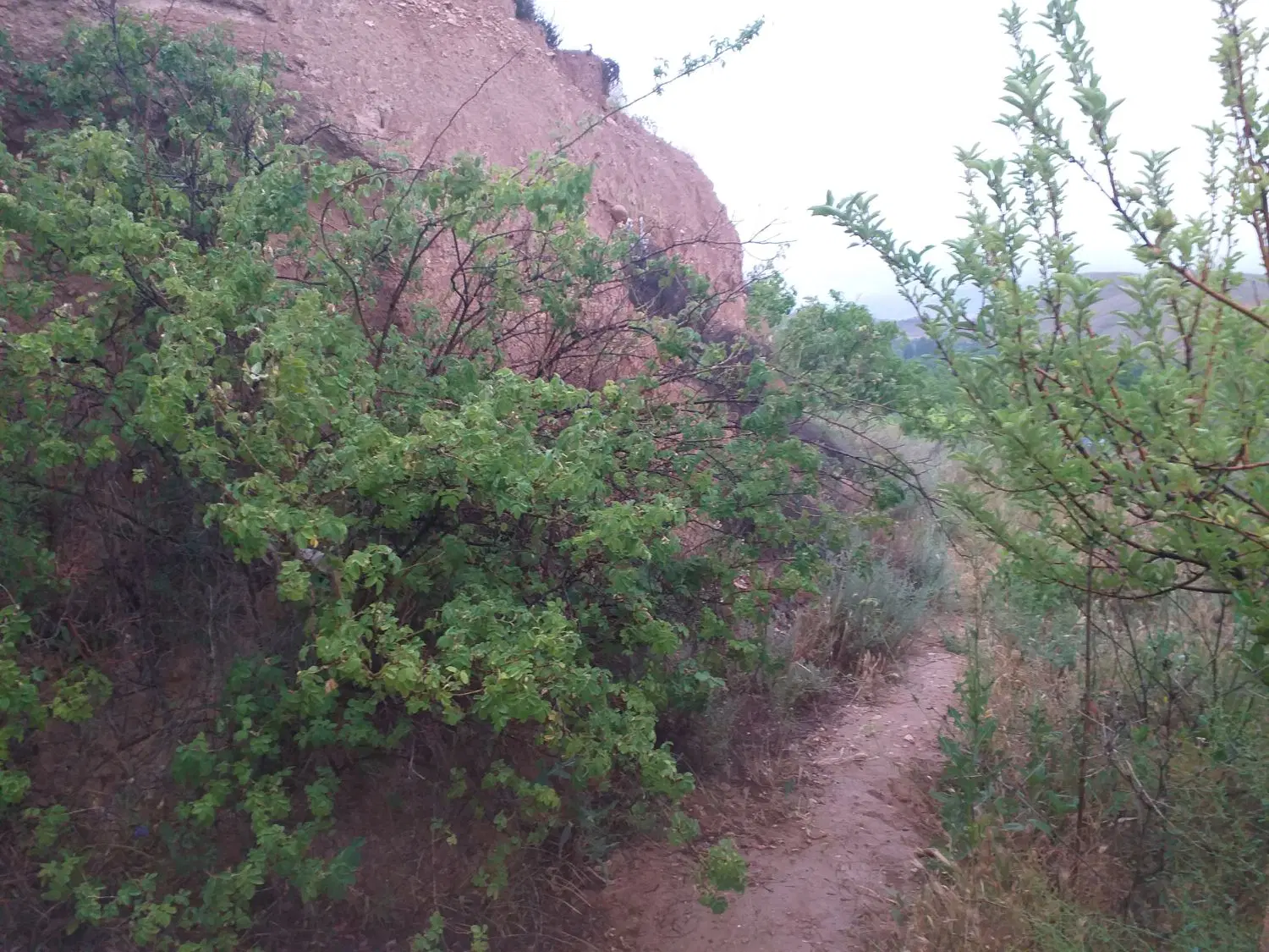 قطعه ای از  باغ