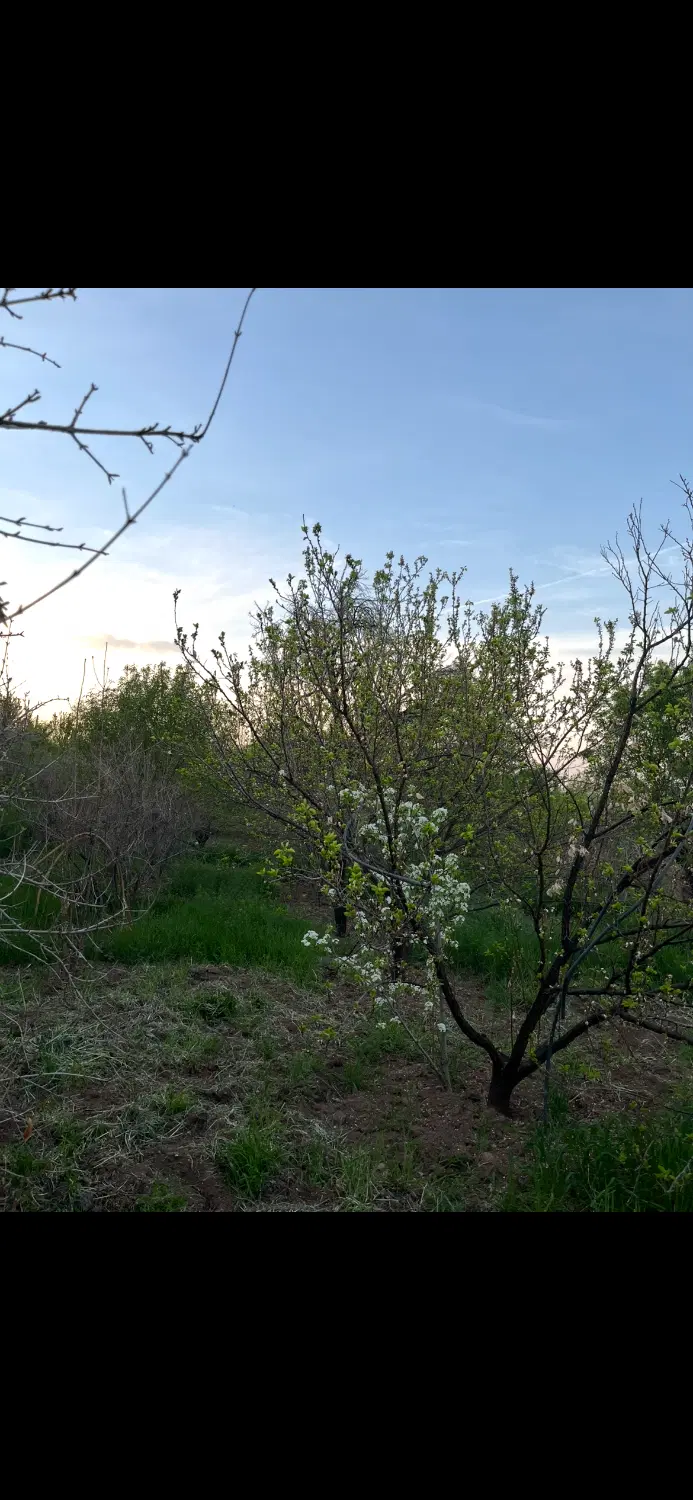 باغ ۱۸۰۰ متری در روستای اندیس(هندس)