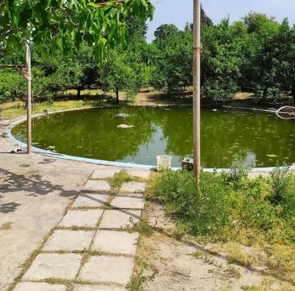 فروش باغ مرکبات در ساری