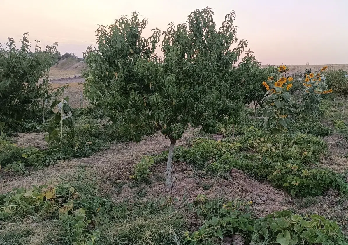 باغ سند دار آشنستان مهرگان