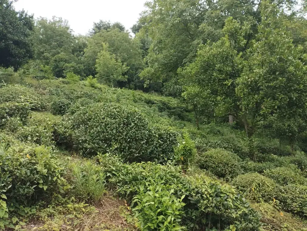 فروش زمین کشاورزی (باغ چای )