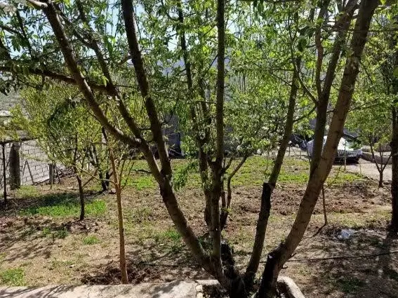 باغ قلعه سنگی