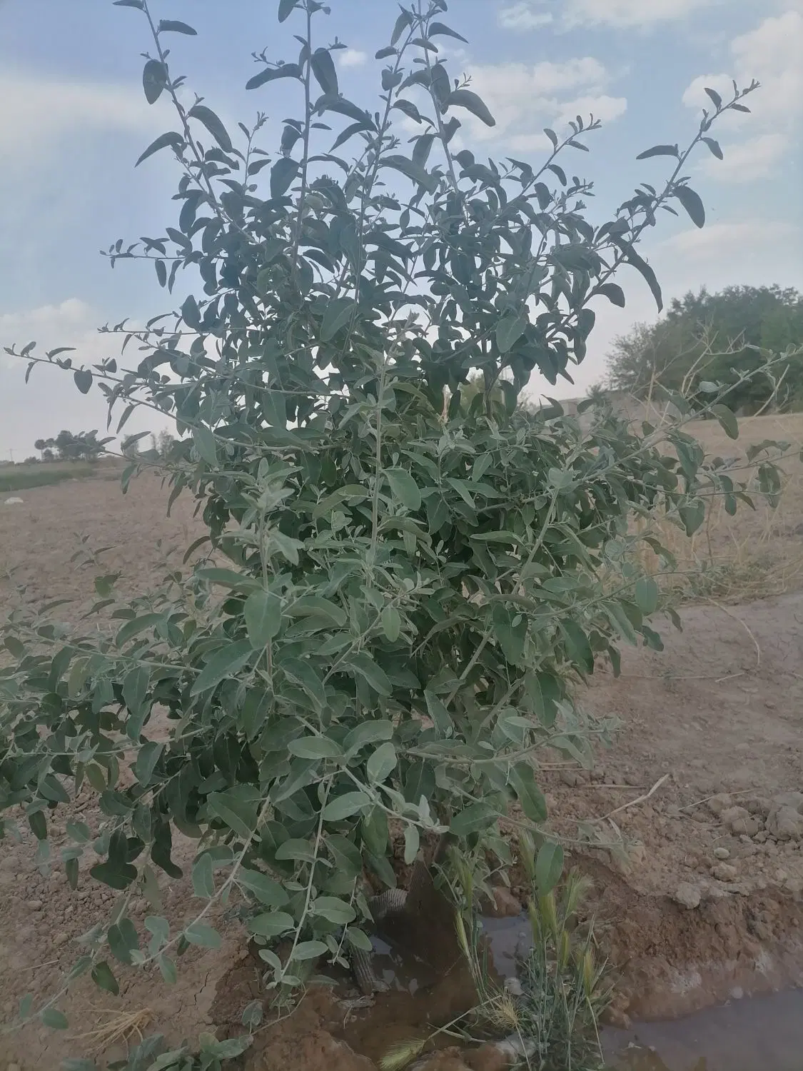 زمین باغ ۳۰۰ متر درچه ولاشان خ حافظ معاوضه با باغ