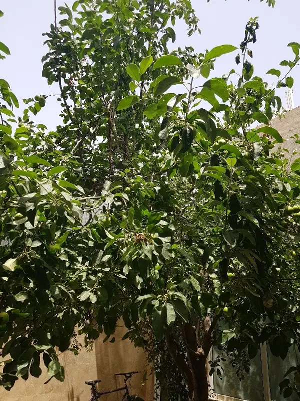 زمین ۲۵۰ متر هاشمیه شمالی