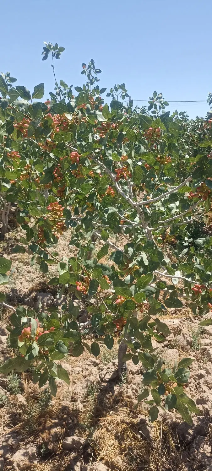 باغ پسته با موقعیت عالی