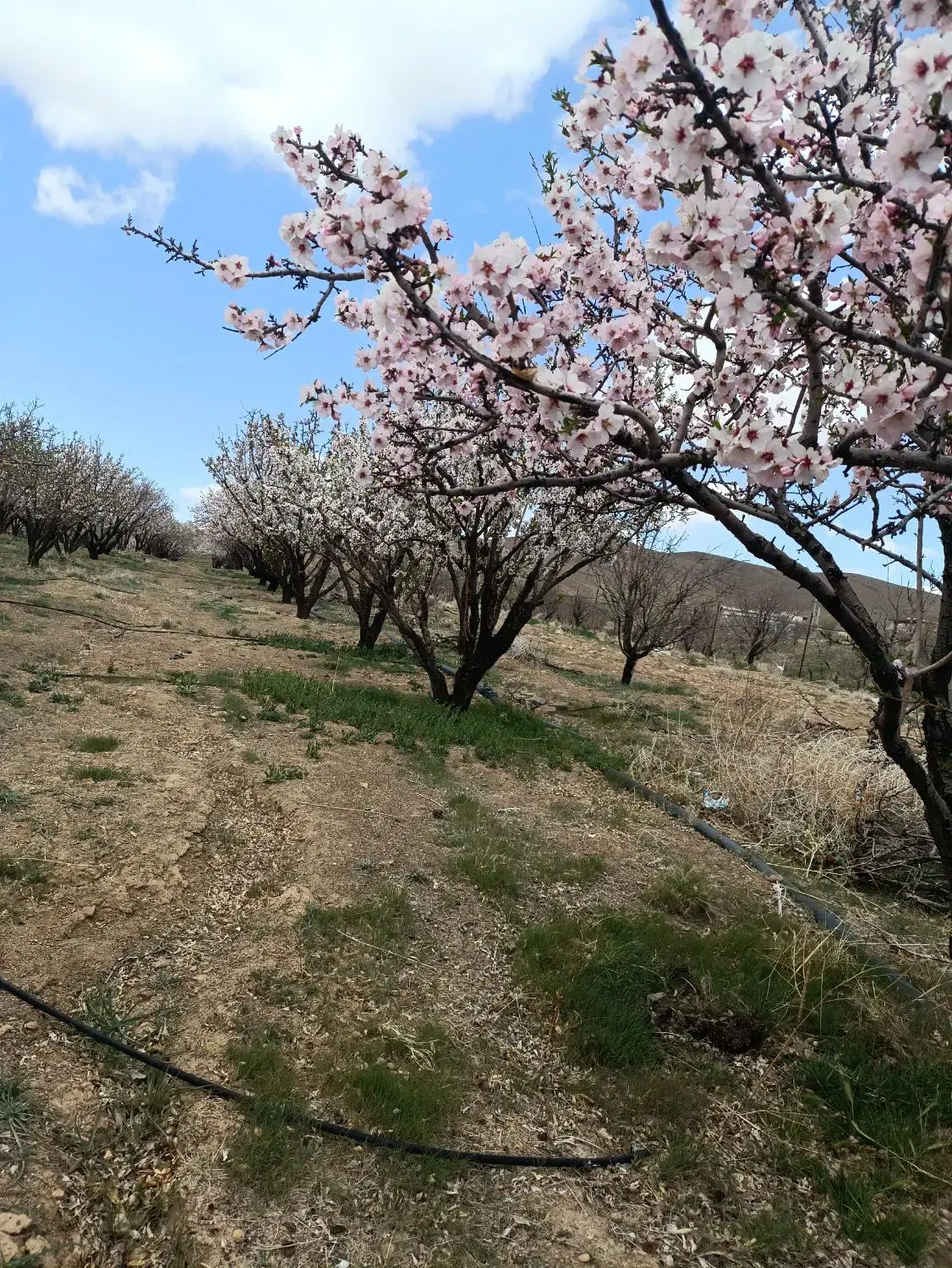 باغ 2کیلومتری  زاینده رود خوش لوکیشن