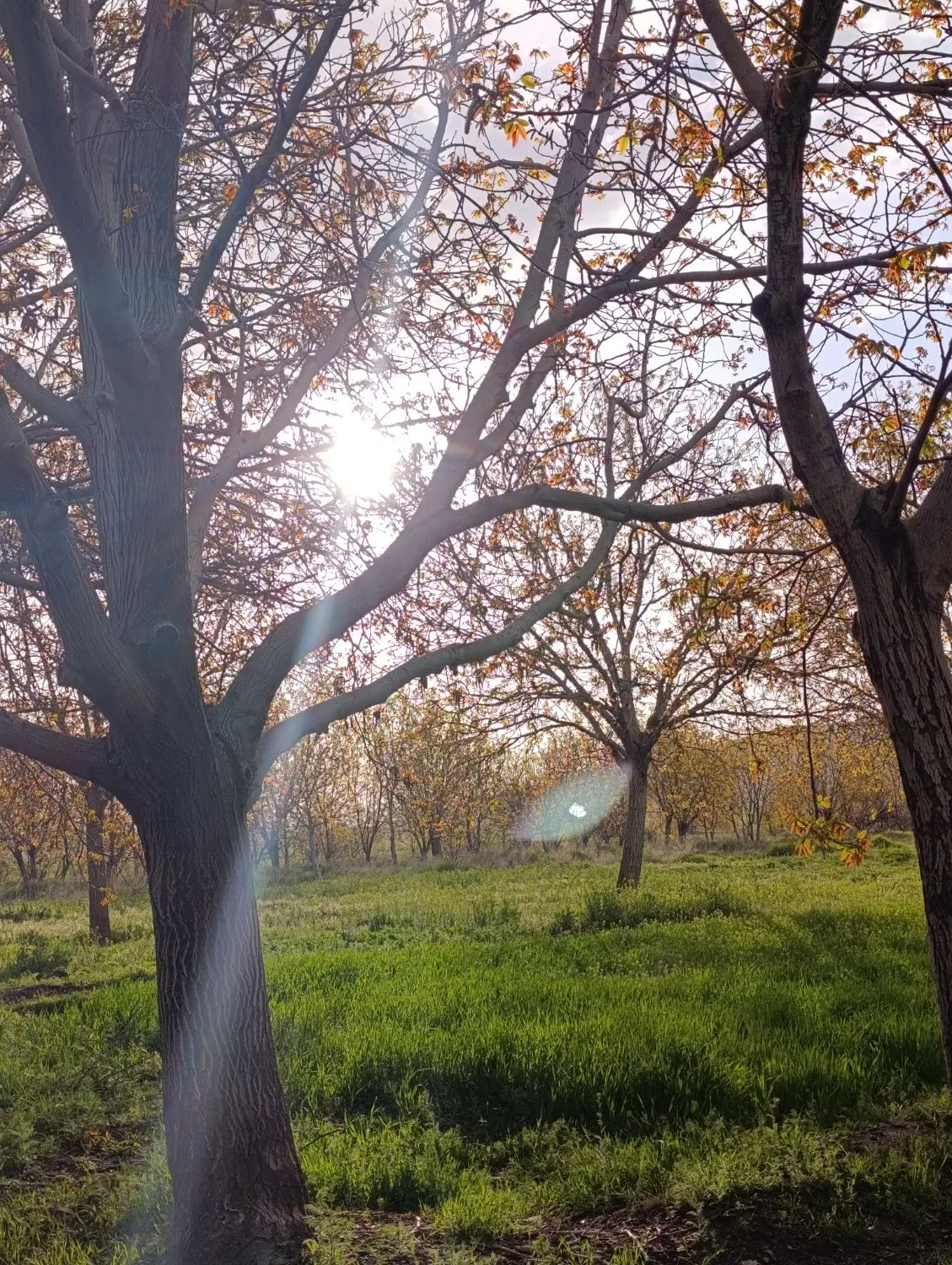 ملک کلنگی در شهرستان زیبا و خوش آب و هوای ملایر