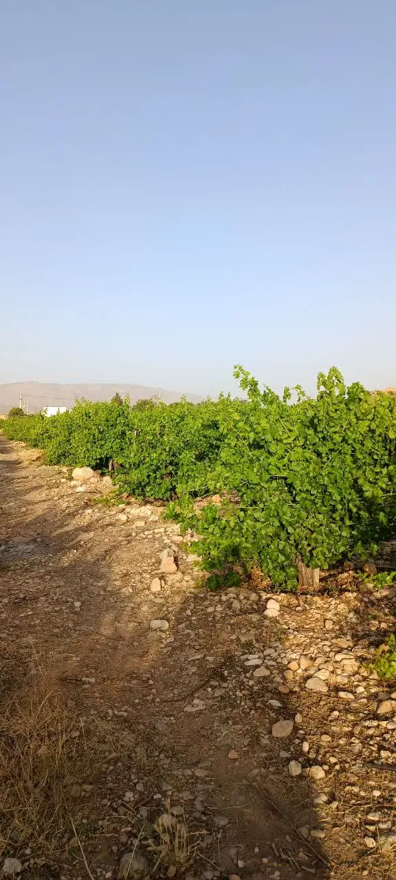 فروش باغ وباغچه با درخت ثمری