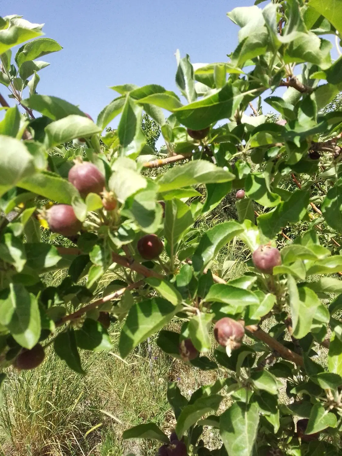 باغ سیب زرد وقرمز