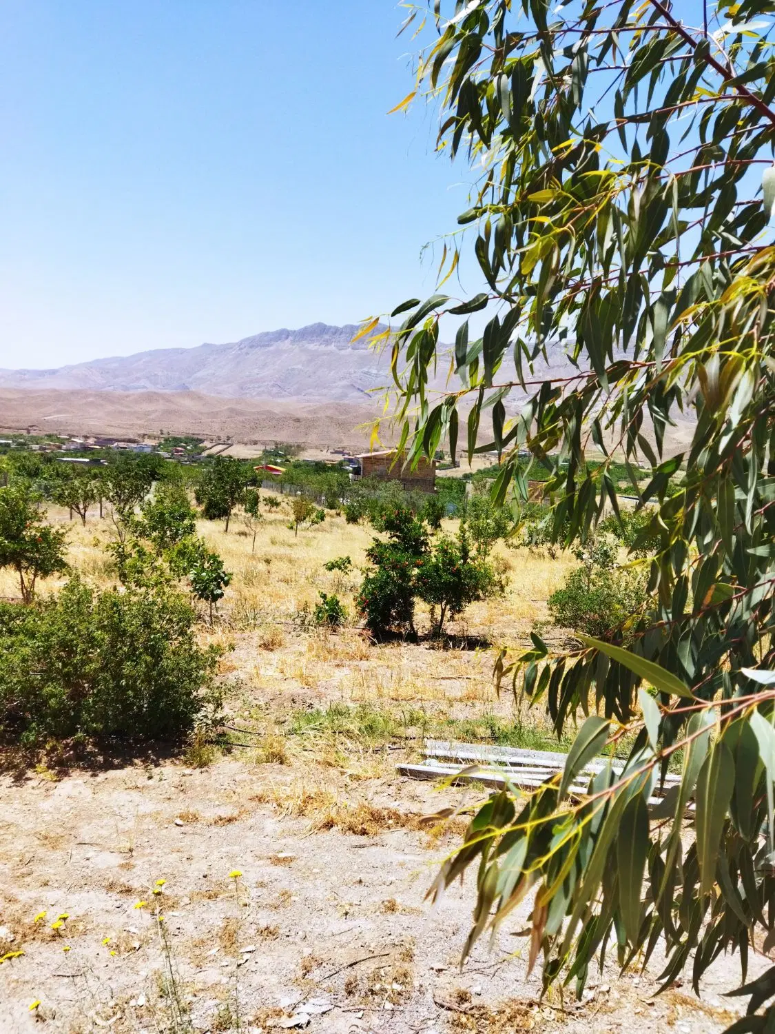 باغ واقع در روستای رازین
