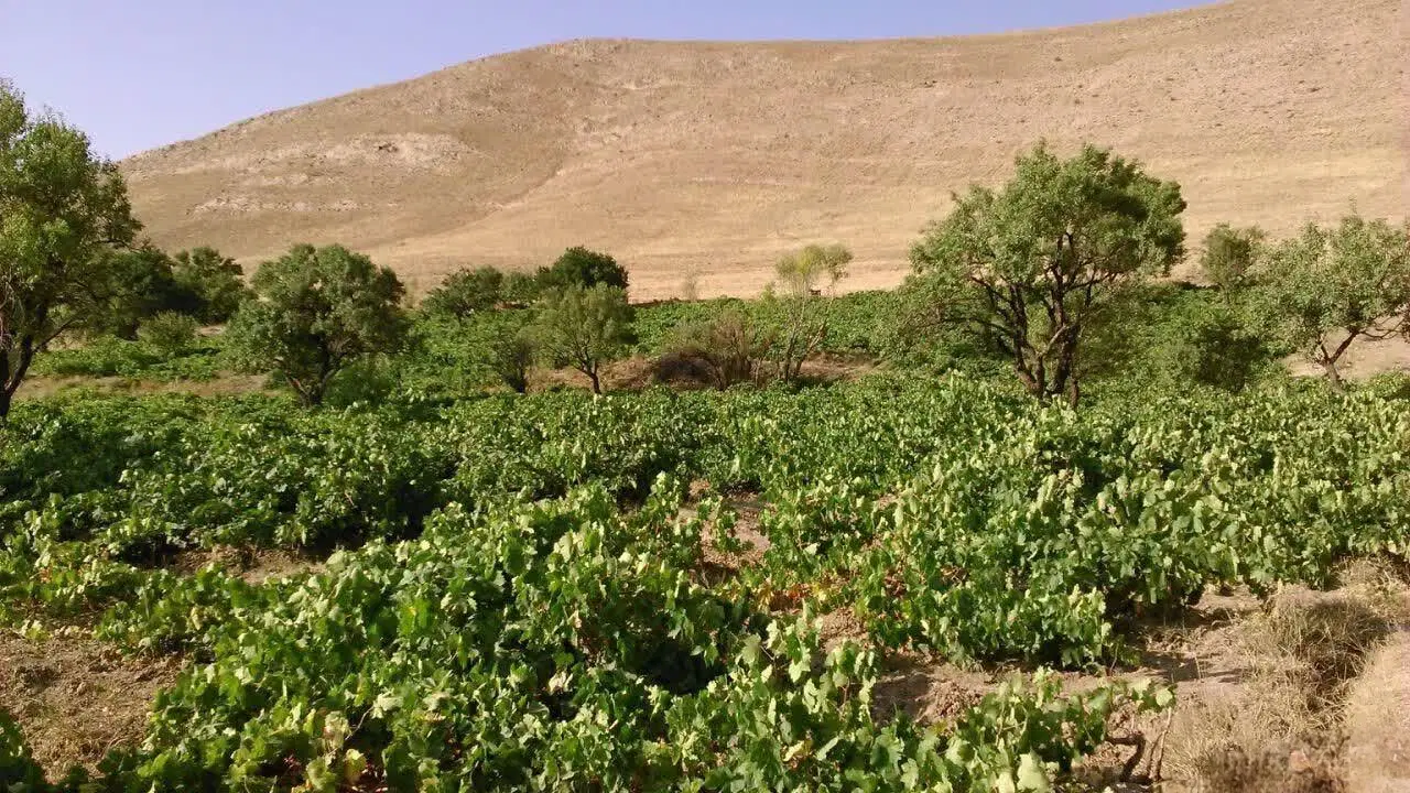 فروش باغ انگور ملایر روستای قلعه باباخان