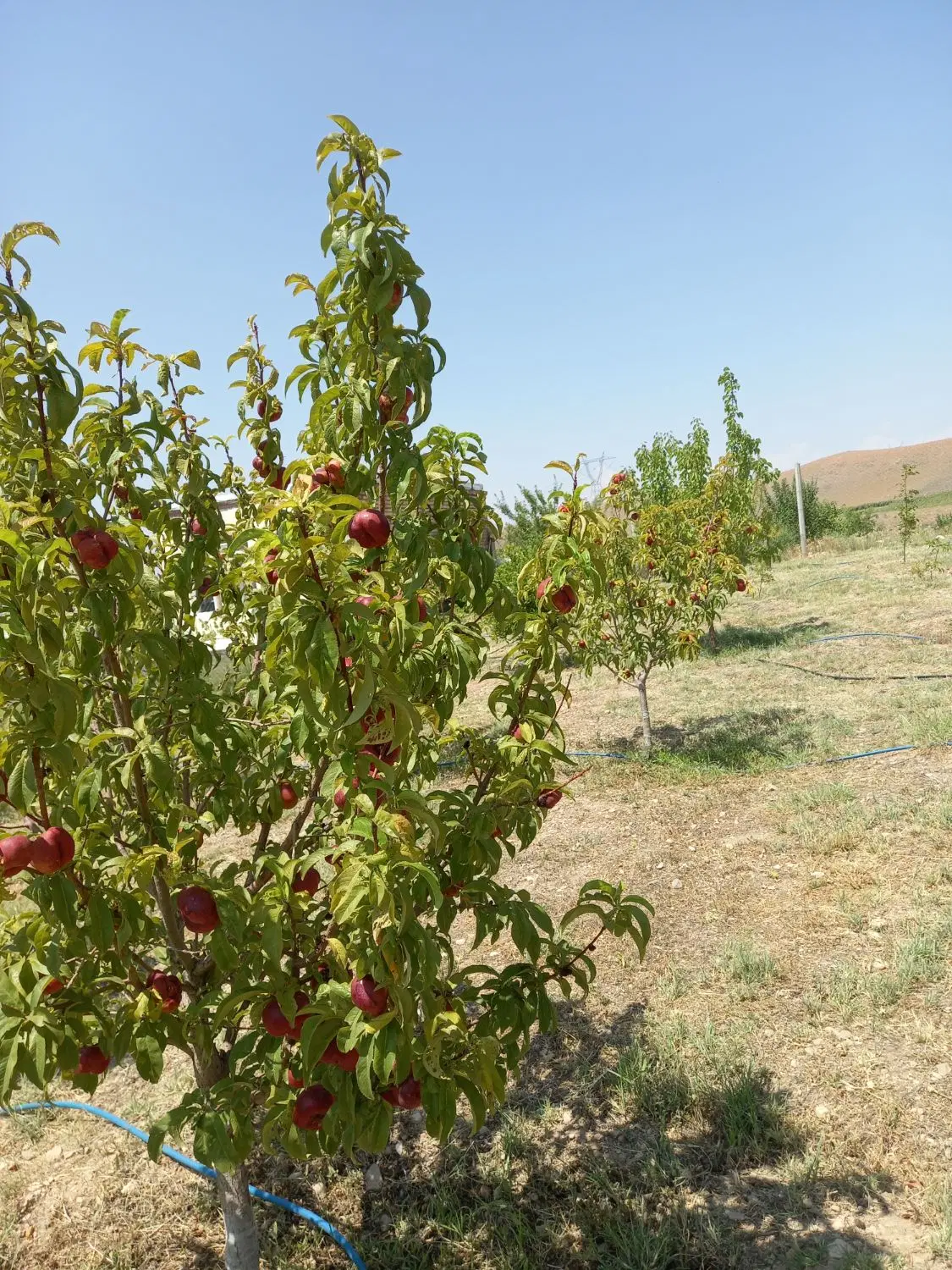 باغ در هادیشهر جای دنج