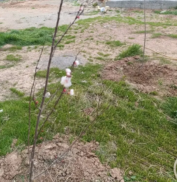 زمین فنسی باغی