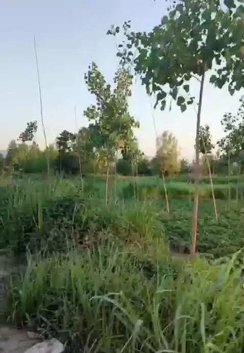 فروش زمین باغی با قیمت استثنایی