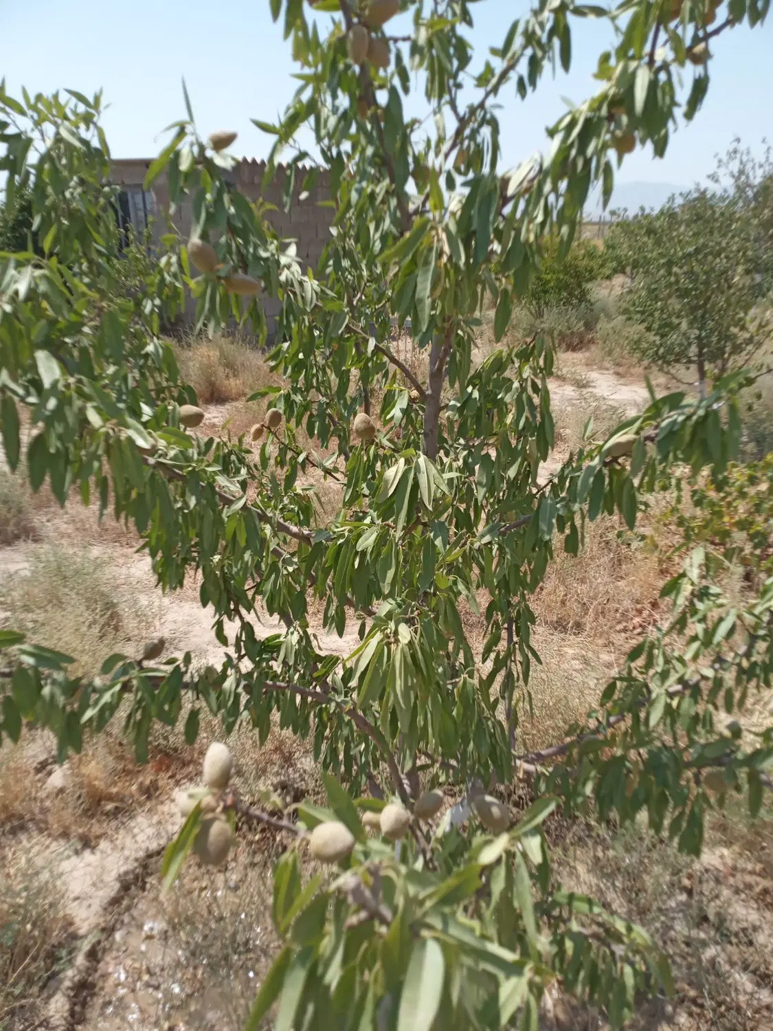 باغچه نجم آباد