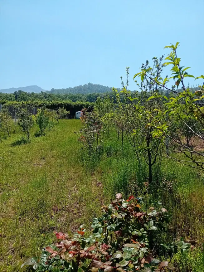 زمین شموشک علیا