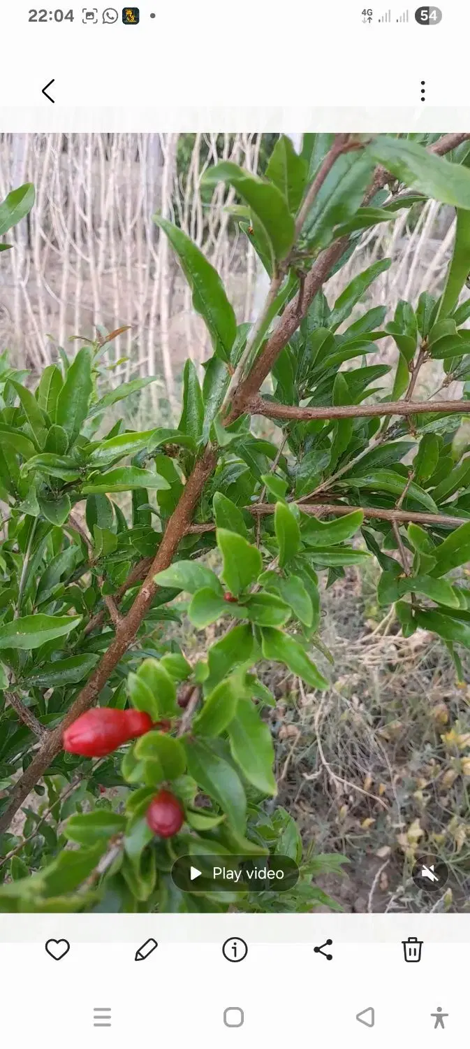 زمین باغچه ای خیابان ۴ پیشک ۱